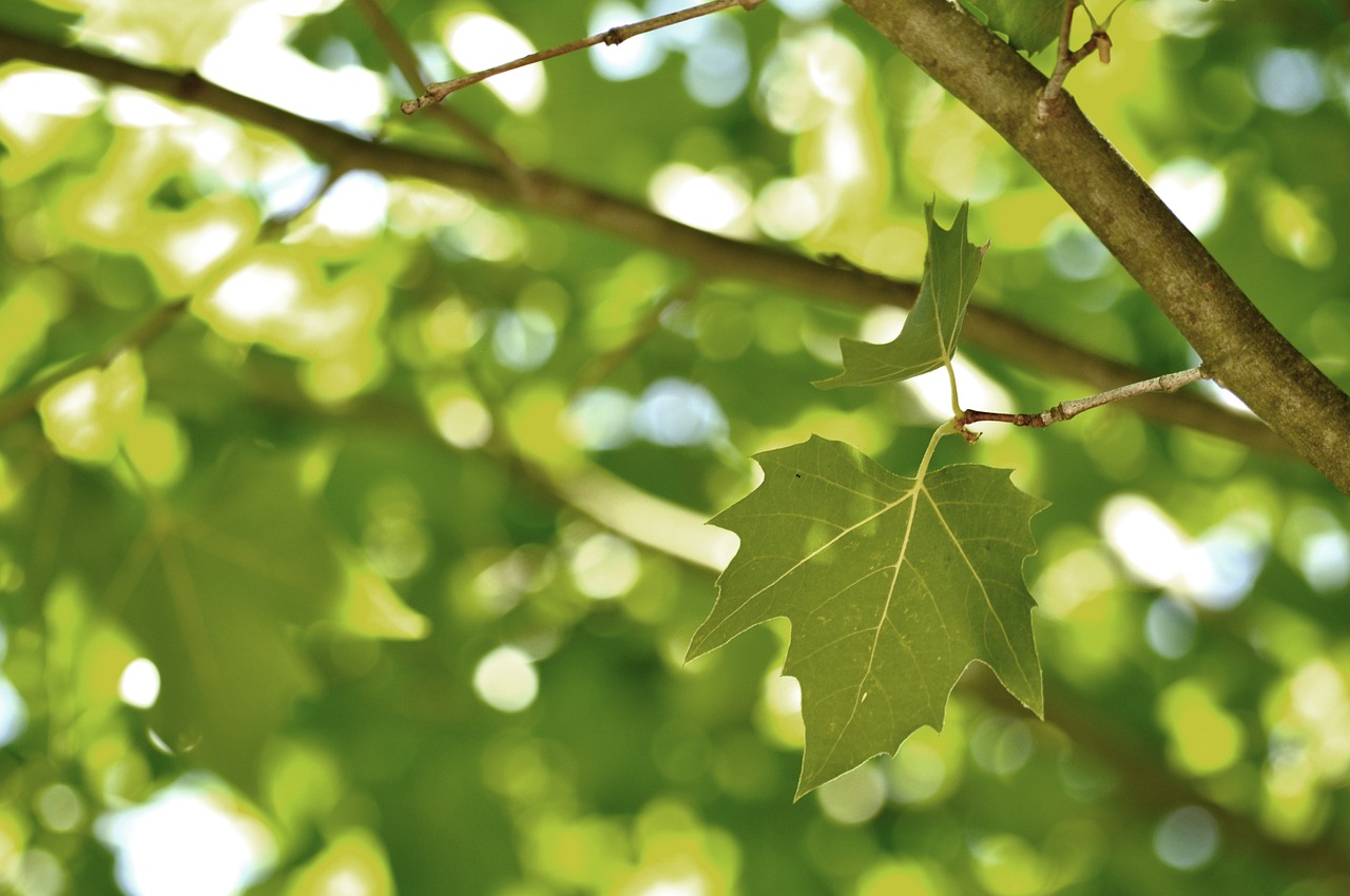 leaf leaves green nature natural branch growth london plane tree london plane tree plane tree green plane green airplane