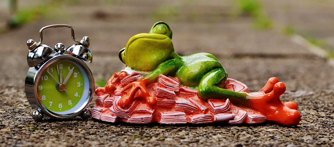 time is money money calms down sleep nature heaps of money frog figure fun cute decoration green animal