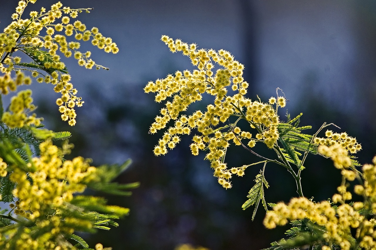 mimosa  flowers  spring  bloom  flower wallpaper  yellow flowers  mimosa flowers  flower background  small flowers  8 march  beautiful flowers  women's day  inflorescence  flower  garden  nature  plant  flora  yellow  pentax k10