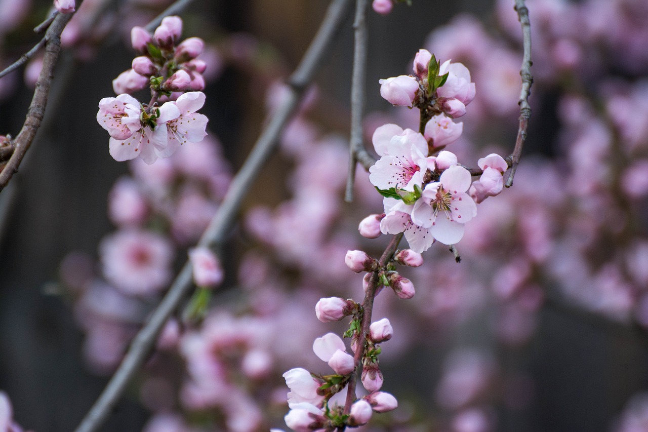 nectarine  spring  flower background  beautiful flowers  nature  pink flowers  flowers  garden  tree  flower wallpaper  petals  flora