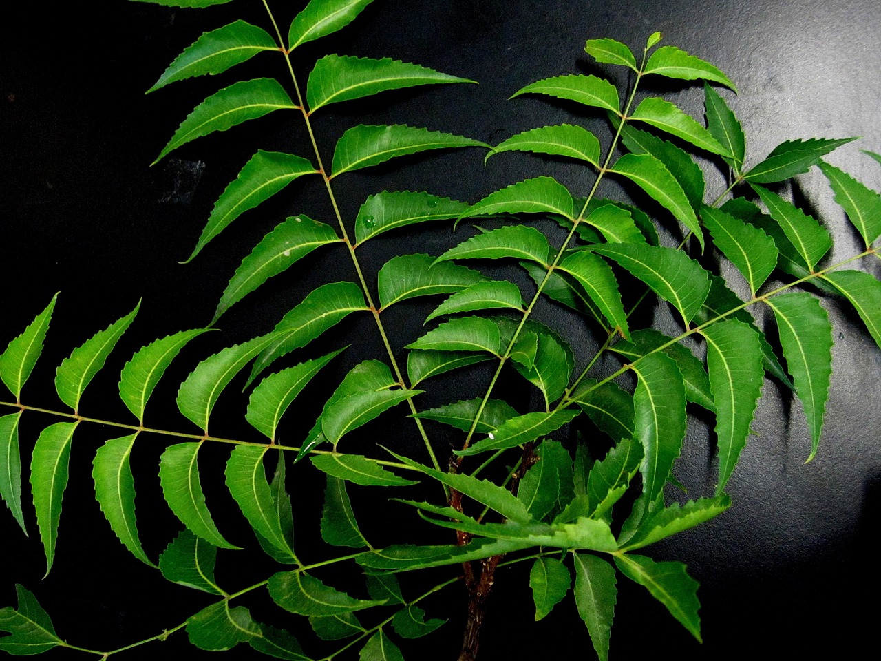 neem leaves  neem  herb  neem leaves  neem leaves  neem leaves  neem leaves  neem  neem  neem  neem  neem
