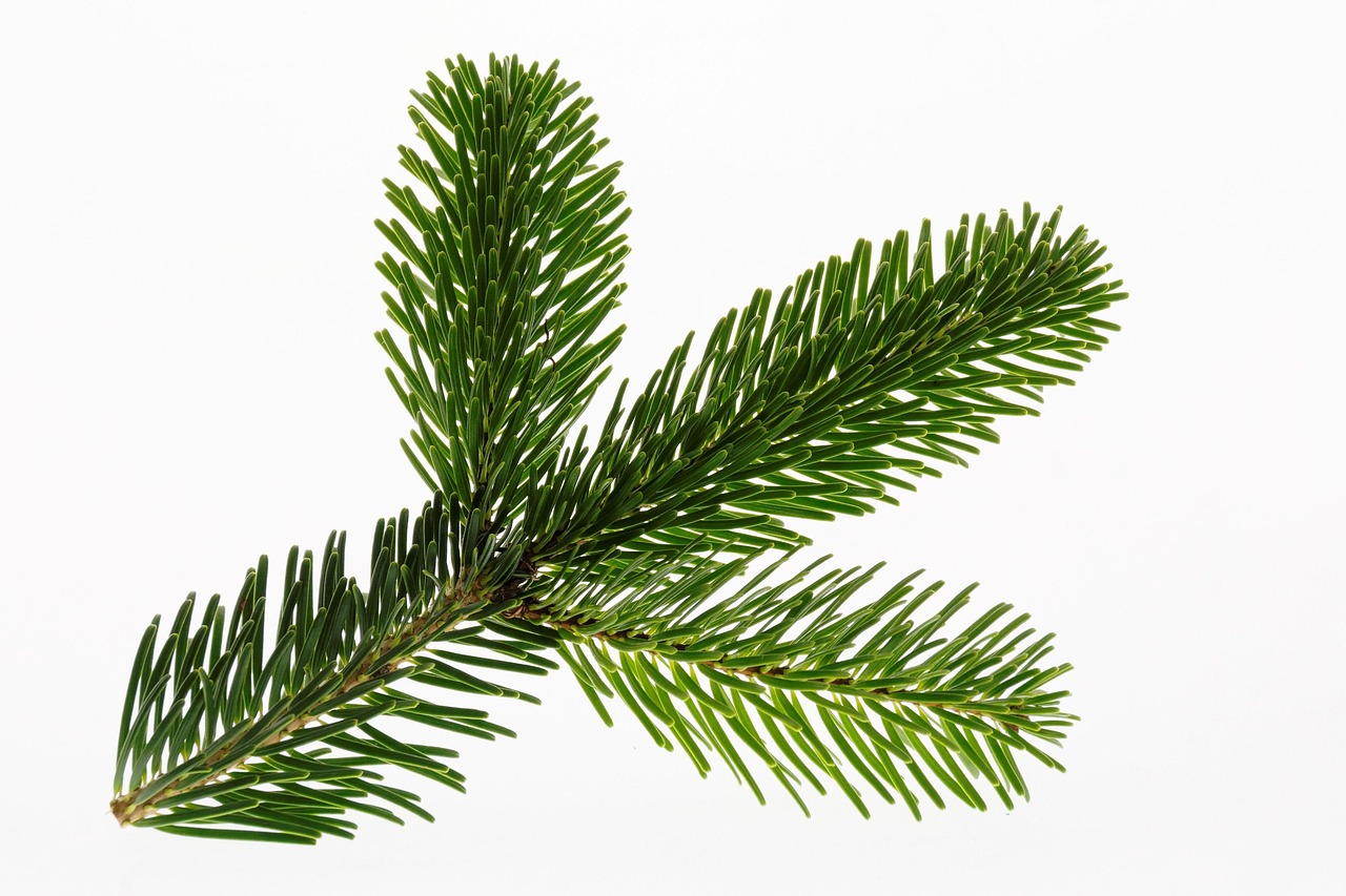 nordmann fir fir tree christmas branch christmas tree christmas decoration decoration fir green christmas party christmas decorations christmas time fir tree fir tree christmas christmas christmas tree christmas tree christmas tree christmas tree christmas tree