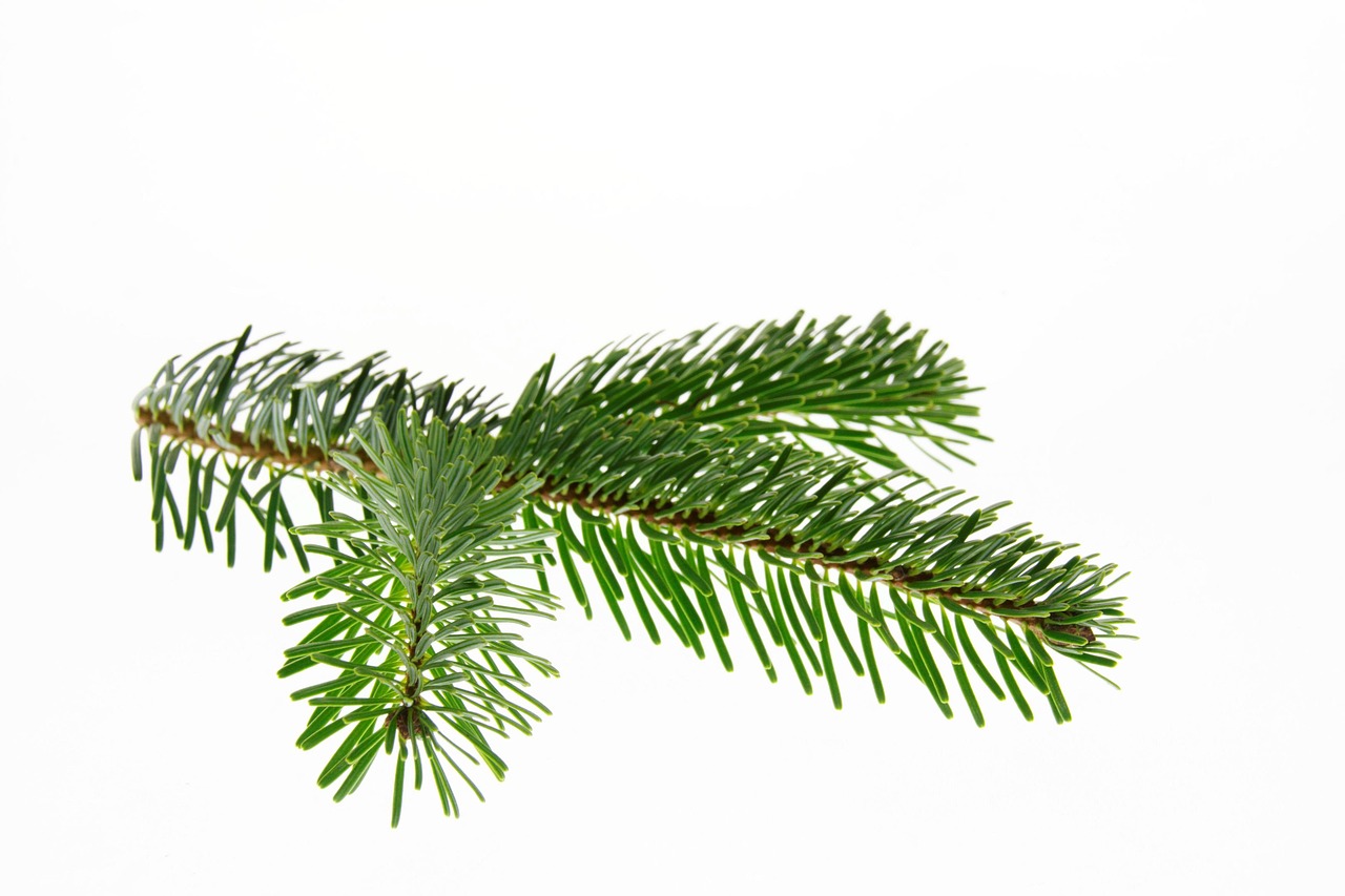 nordmann fir fir tree christmas branch christmas tree christmas decoration decoration fir green christmas party christmas decorations christmas time fir tree christmas christmas christmas christmas christmas tree christmas tree christmas tree christmas tree christmas tree