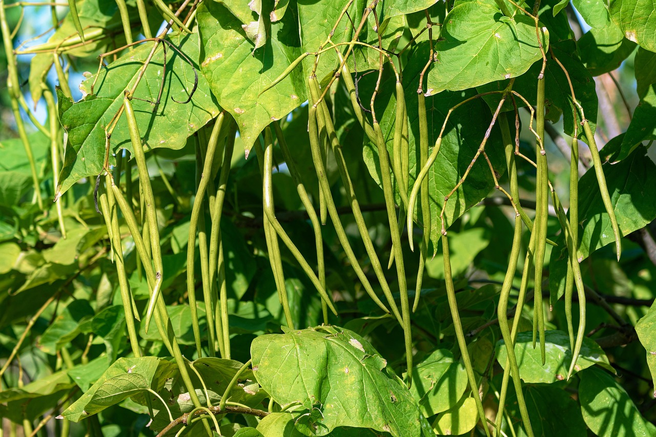 string beans  bean  plant  fruits  leaves  tree  catalpa  string  seed pods  sunny  summer  naturally  nature  close  string-bean-tree  flora  botanical