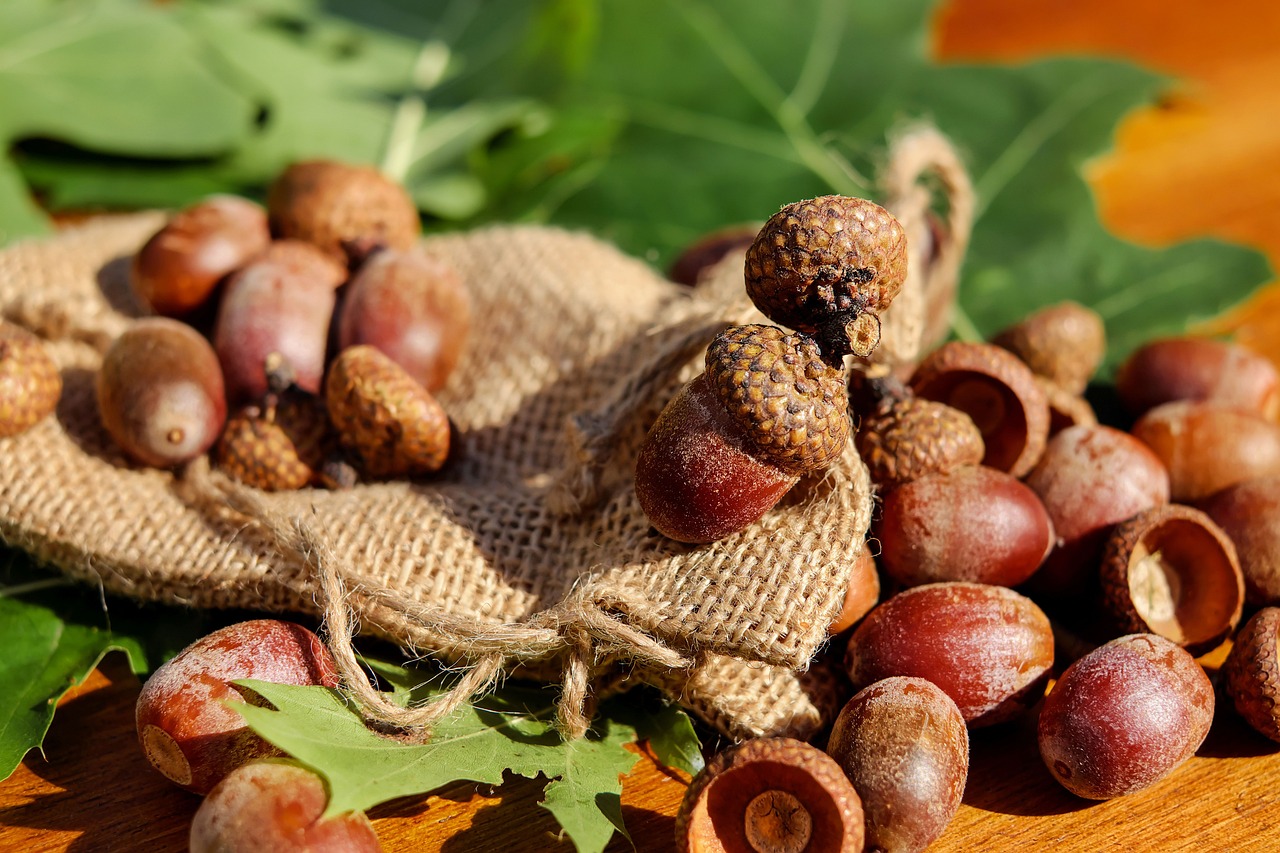 acorns tree fruit fruit brown glittering oak leaves american top mark red oak sunny fall decoration acorns acorns acorns acorns acorns
