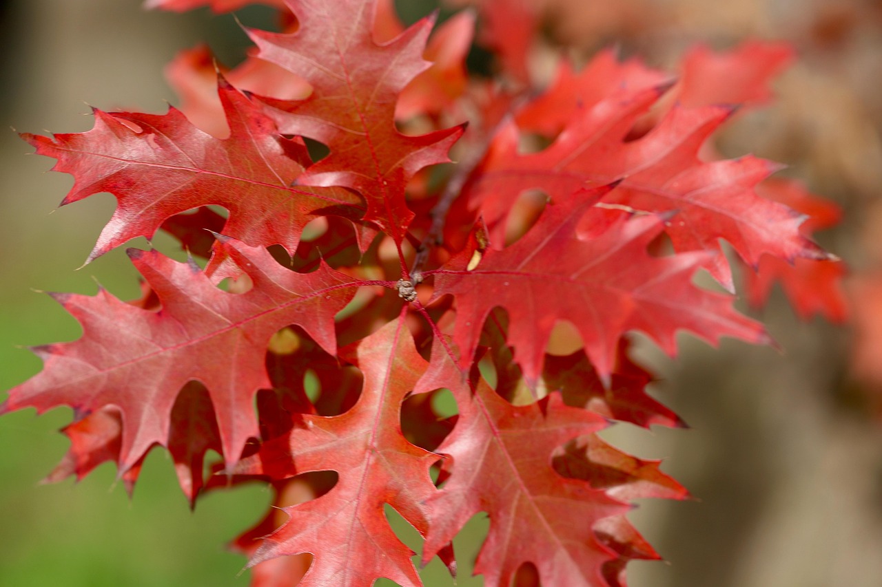 oak oak leaves red leaves autumn color red color autumn leaves