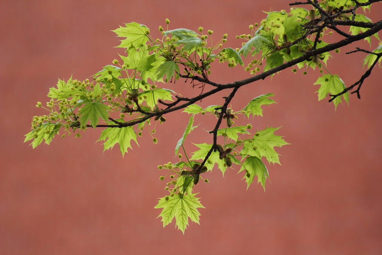 norway maple  maple leaves  maple tree  foliage  spring  nature