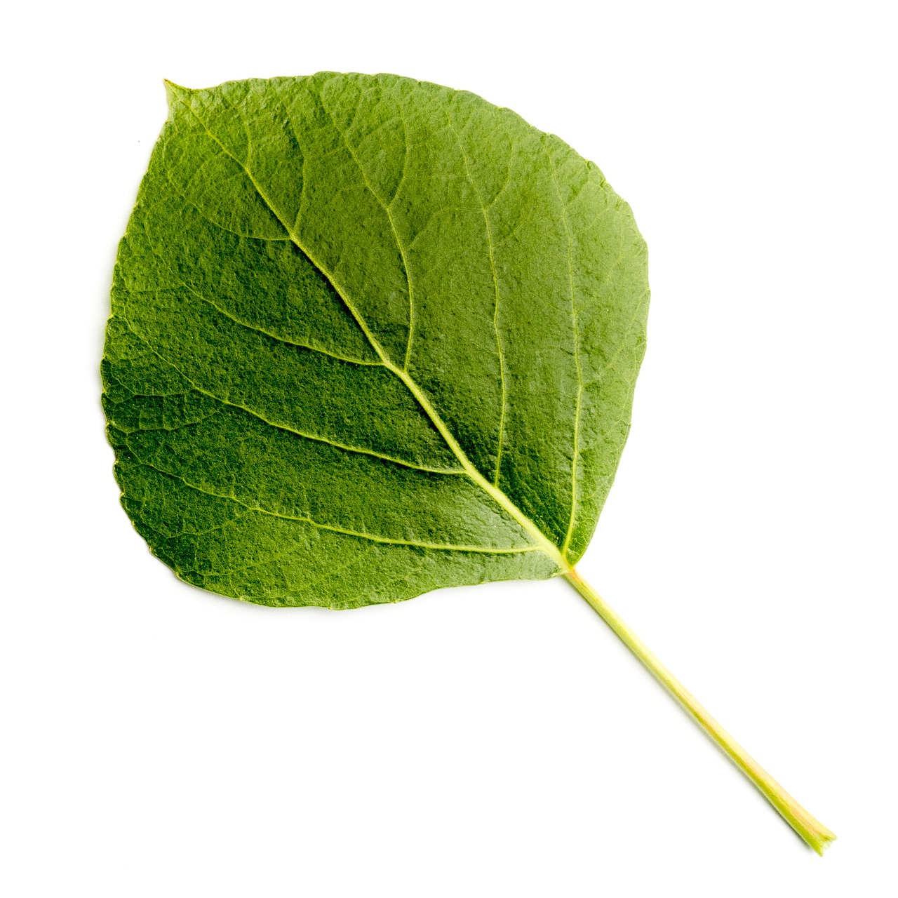 leaf  deciduous tree  tree  leaves  nature  black poplar  poplar
