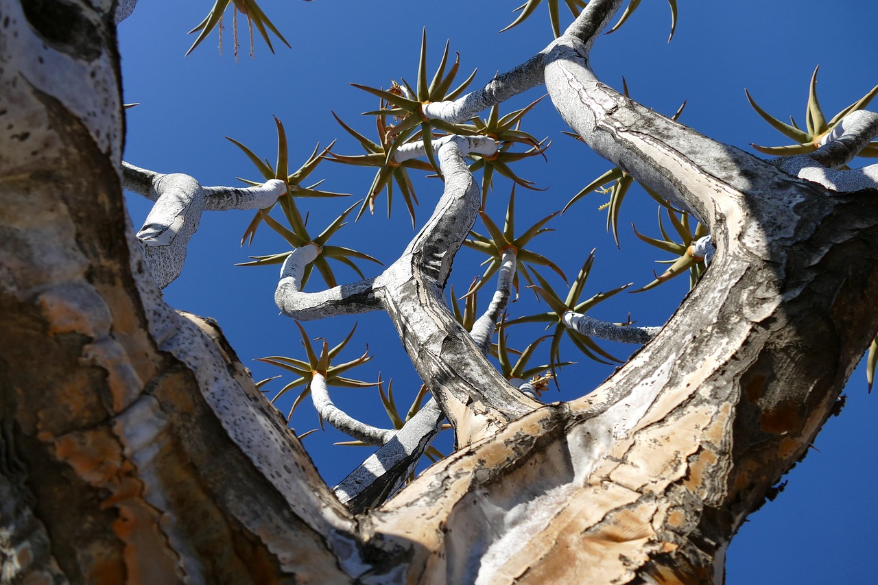 namibia  quiver tree  africa  nature  stone desert  places of interest  keetmanshoop  aloe  to travel  quiver  namib