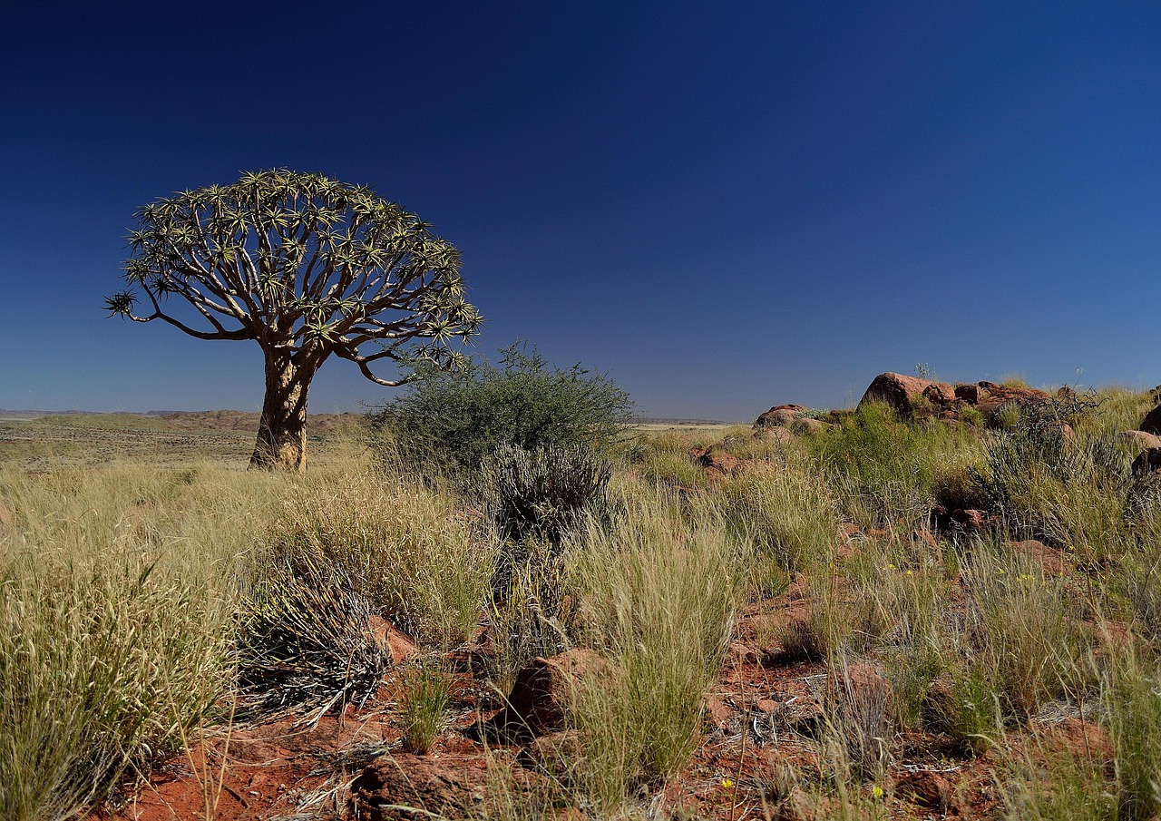 quiver tree tree quiver africa african desert nature natural unspoiled arid dry vegetation kalahari blue sky blue sky