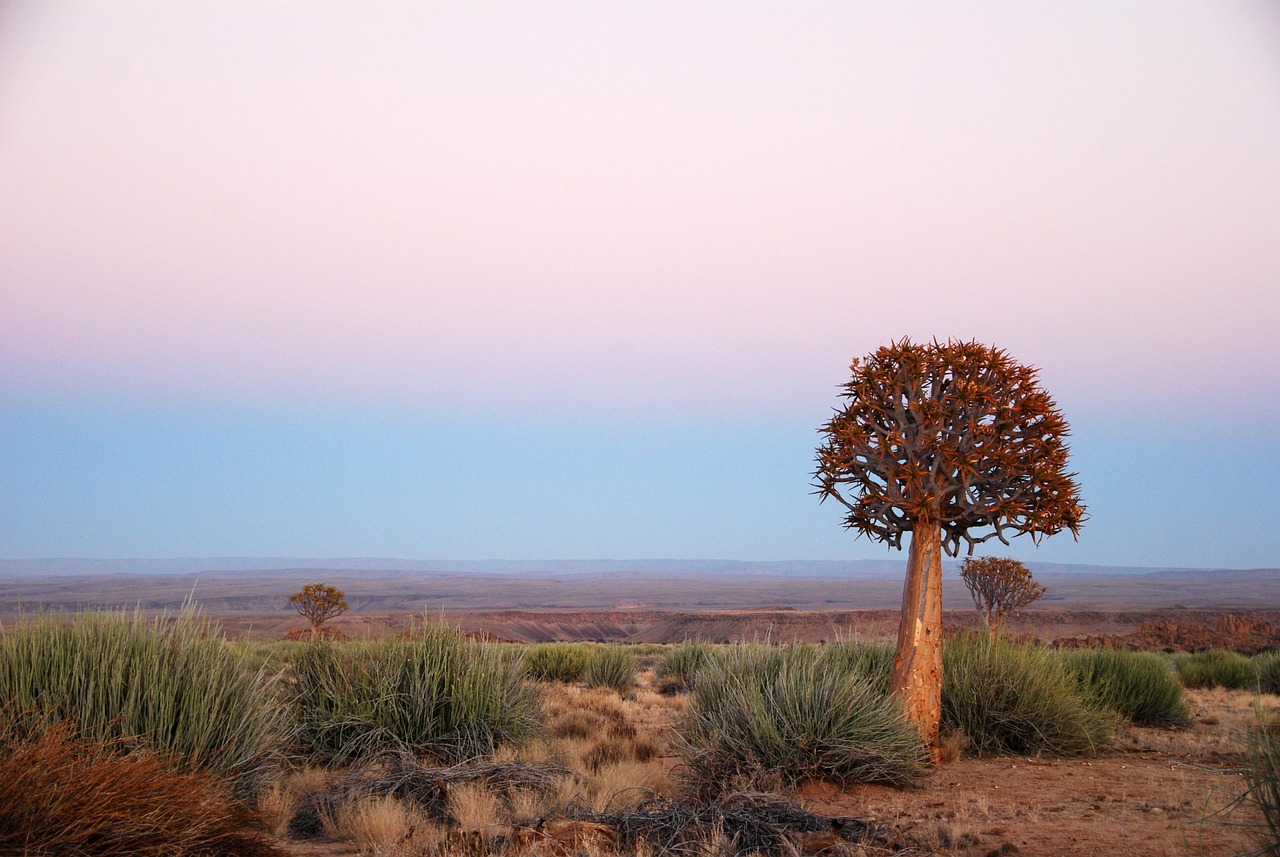 africa sunrise nature quiver tree plant namibia