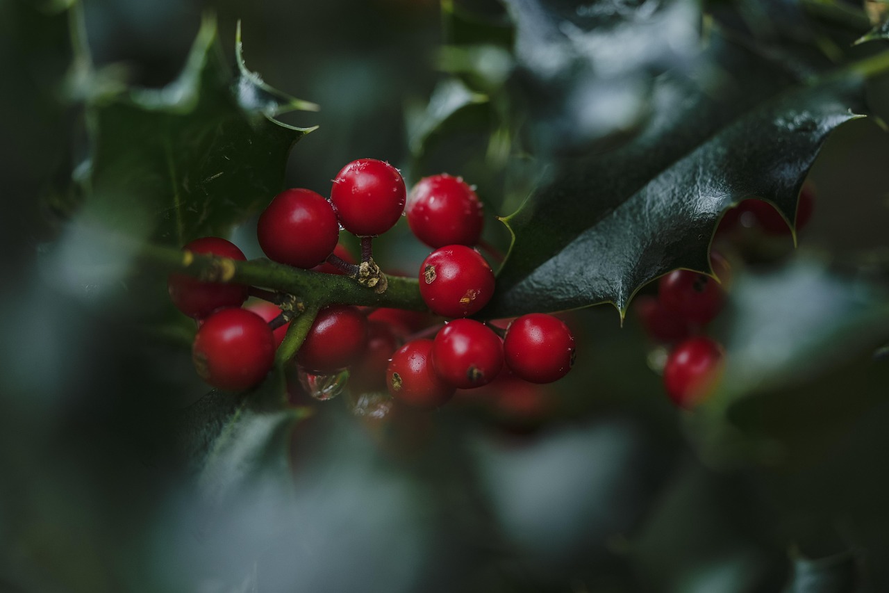 holly  nature  ilex  red berries  berry  fruit  plant  christmas  advent