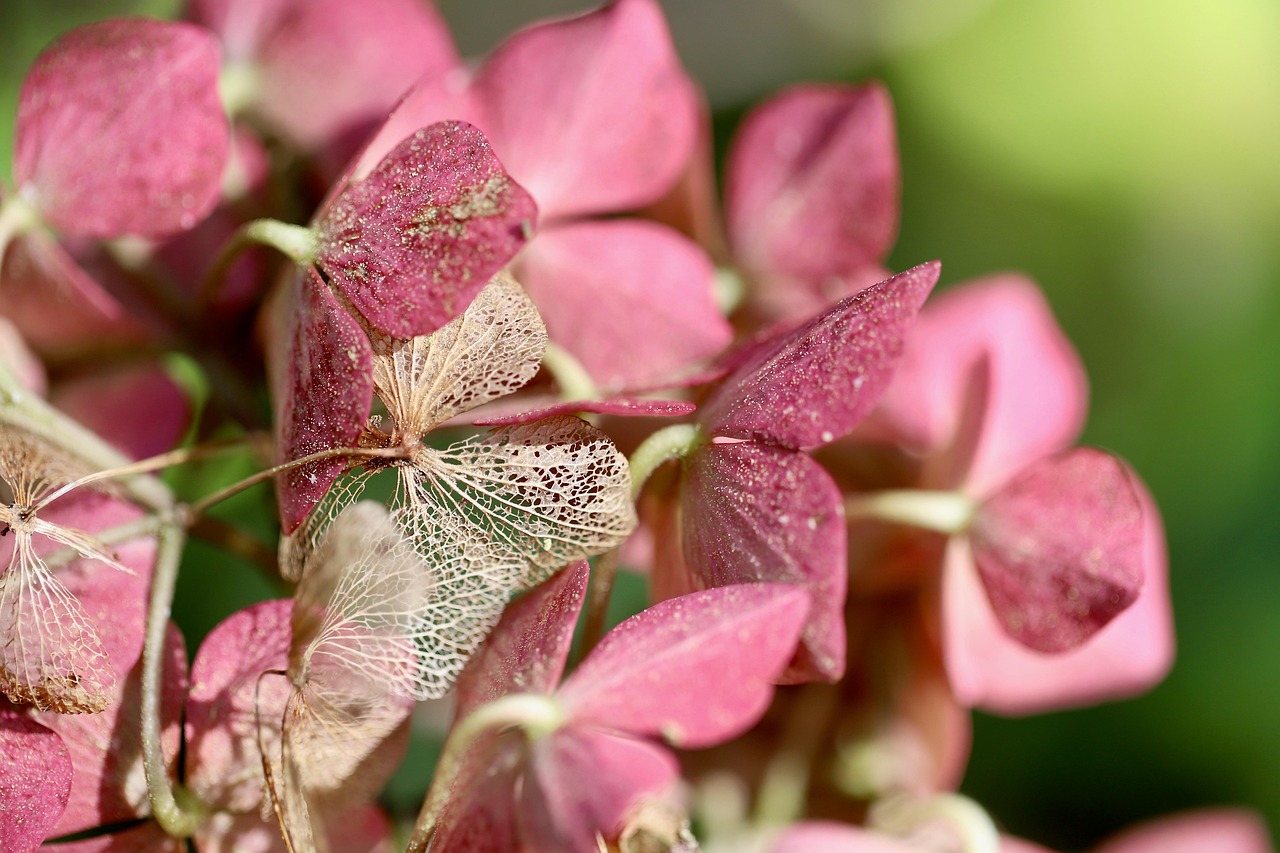 hydrangeas  petals  dried flowers  faded  hydrangea  leaf structures  leaf veins  beautiful flowers  nature