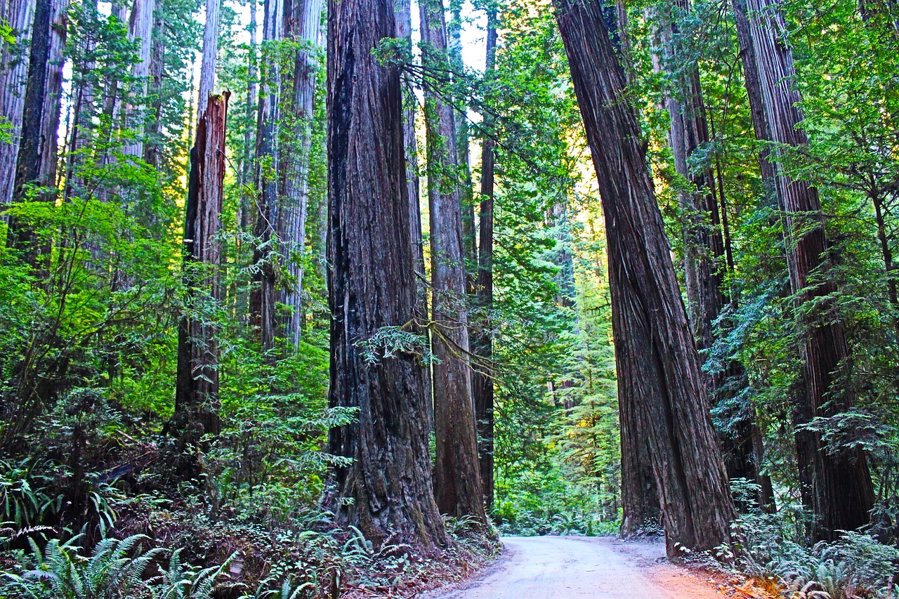 redwood national park california usa redwood travel tree pine nature forest green scenery wilderness offroad tourism hiking redwood redwood redwood redwood redwood