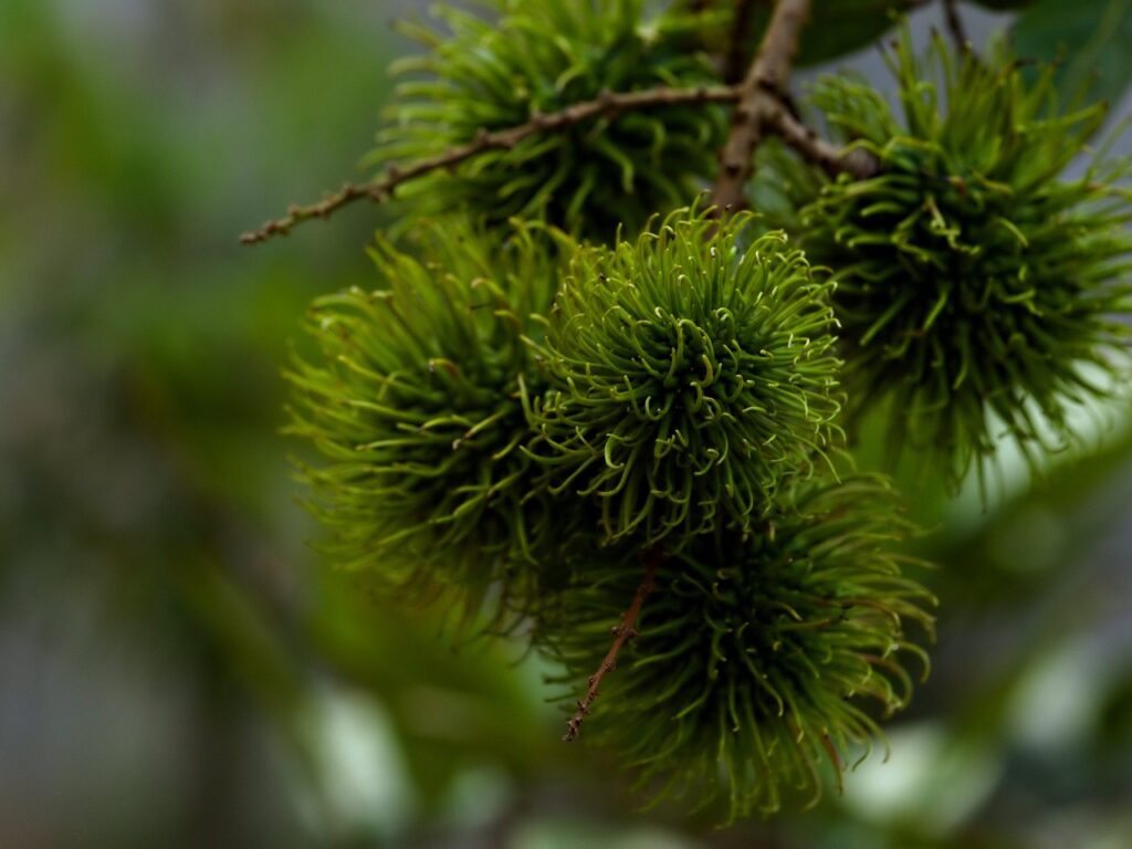 Sabutan Tree Rambutan Tree Growth Rate in Southeast Asian Orchards