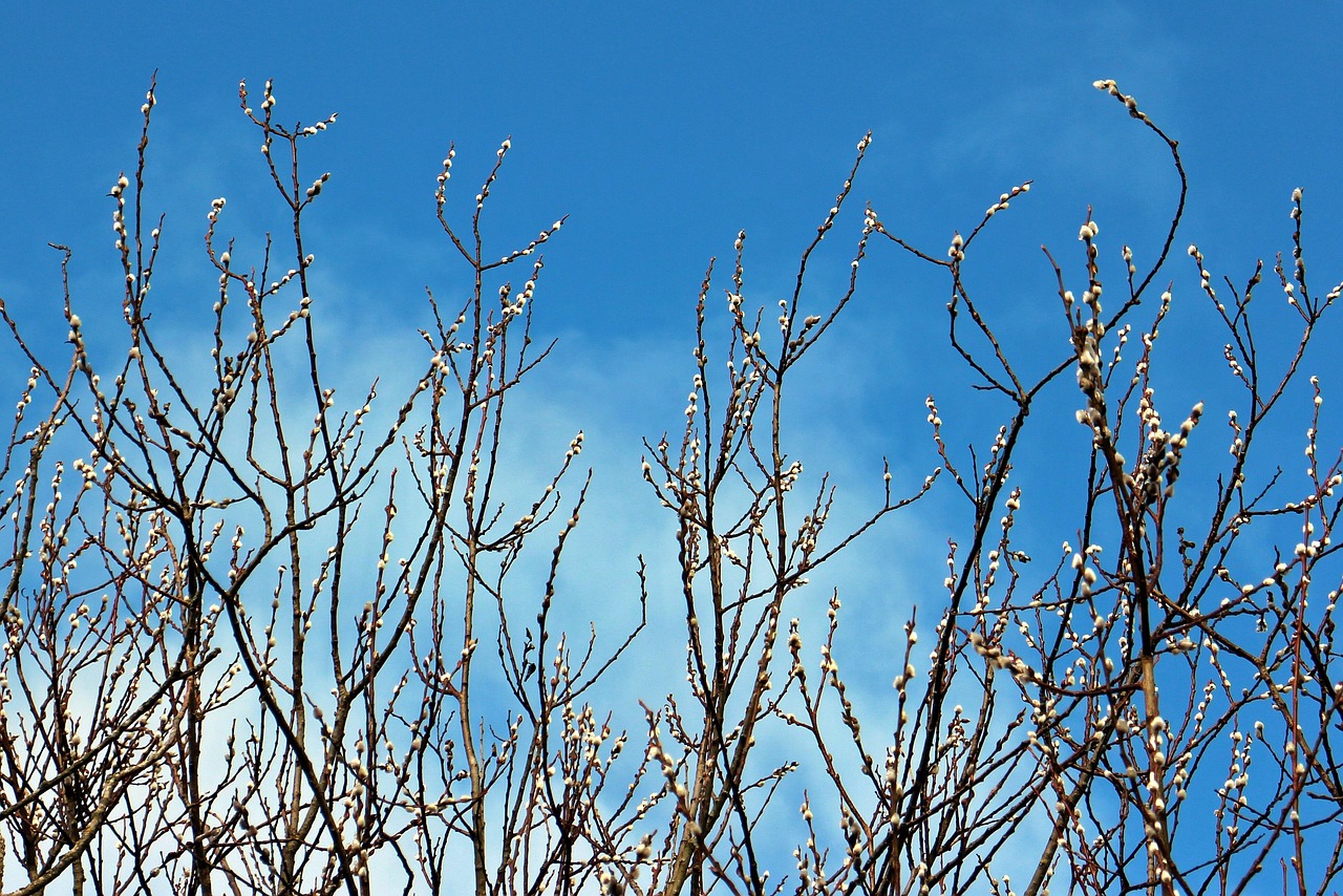 pasture  nature  willow catkins  catkins  spring jewelry  sal-willow  blossom  bloom  blossoms  tree  trees