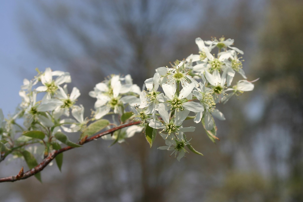 amelanchier nature blossom summer tree serviceberry juneberry
