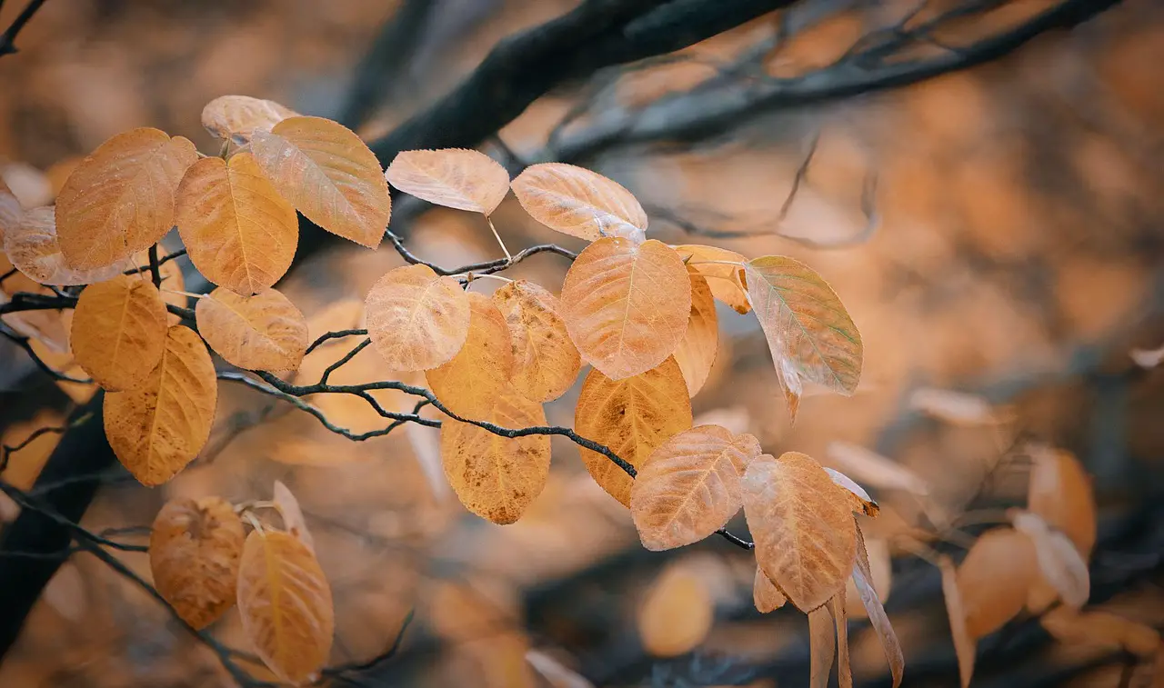 serviceberry tree leaves shadbush nature juneberry botanical bird serviceberries plant orange fall foliage branch botany