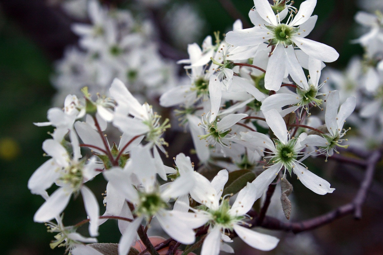 flower serviceberry amelanchier beautiful flowers spring flower wallpaper blossom flower background nature shrub botanical juneberry sarvisberry