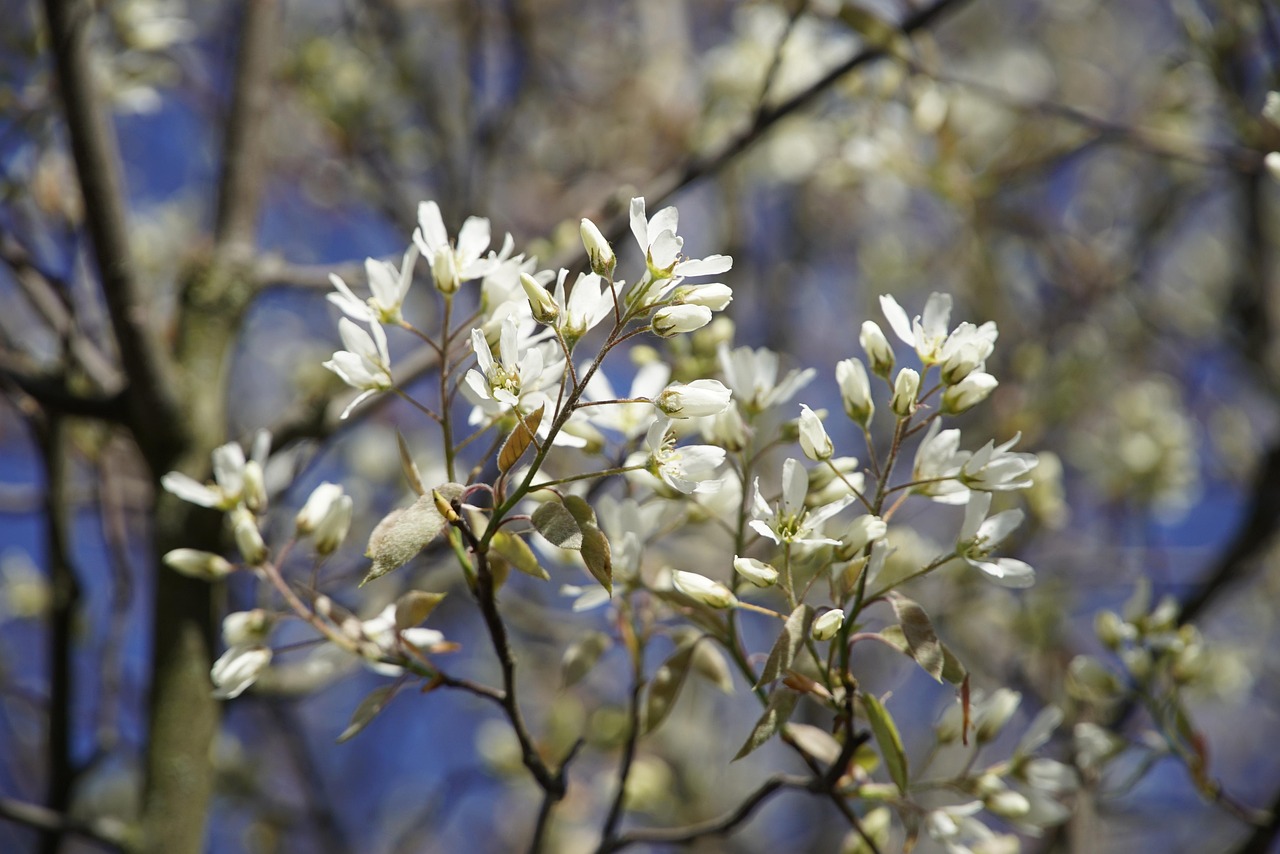 rock pear serviceberry beautiful flowers flower wallpaper nature white amelanchier flower background spring tree flowers