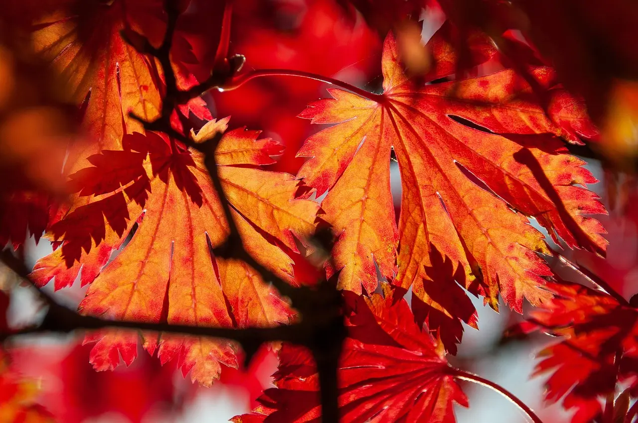 Silver Maple Tree Growth Rate for Large Canopy Coverage