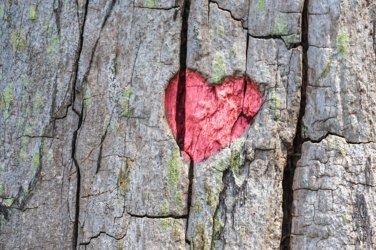 heart  tree  engraving  love  nature  tree bark  heart  heart  heart  heart  heart
