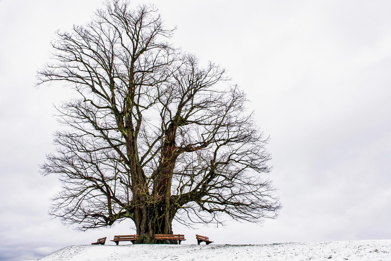 winter  tree  benches  old tree  branches  tree branches  bare tree  snow  snowy  hoarfrost  wintry  nature  view  landscape  snow landscape  cold  winter  winter  tree  tree  tree  tree  tree  old tree  old tree  branches  tree branches  bare tree  snow