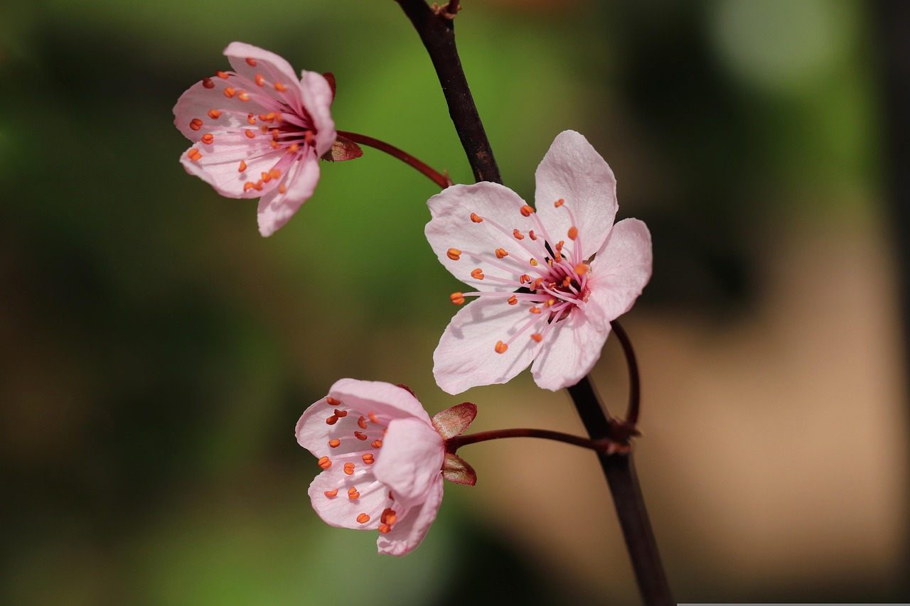 plum blossom blooming branch ornamental plum hd wallpaper hd background petals flowering branch blossoms branch hd wallpaper hd wallpaper hd wallpaper hd wallpaper hd wallpaper hd background