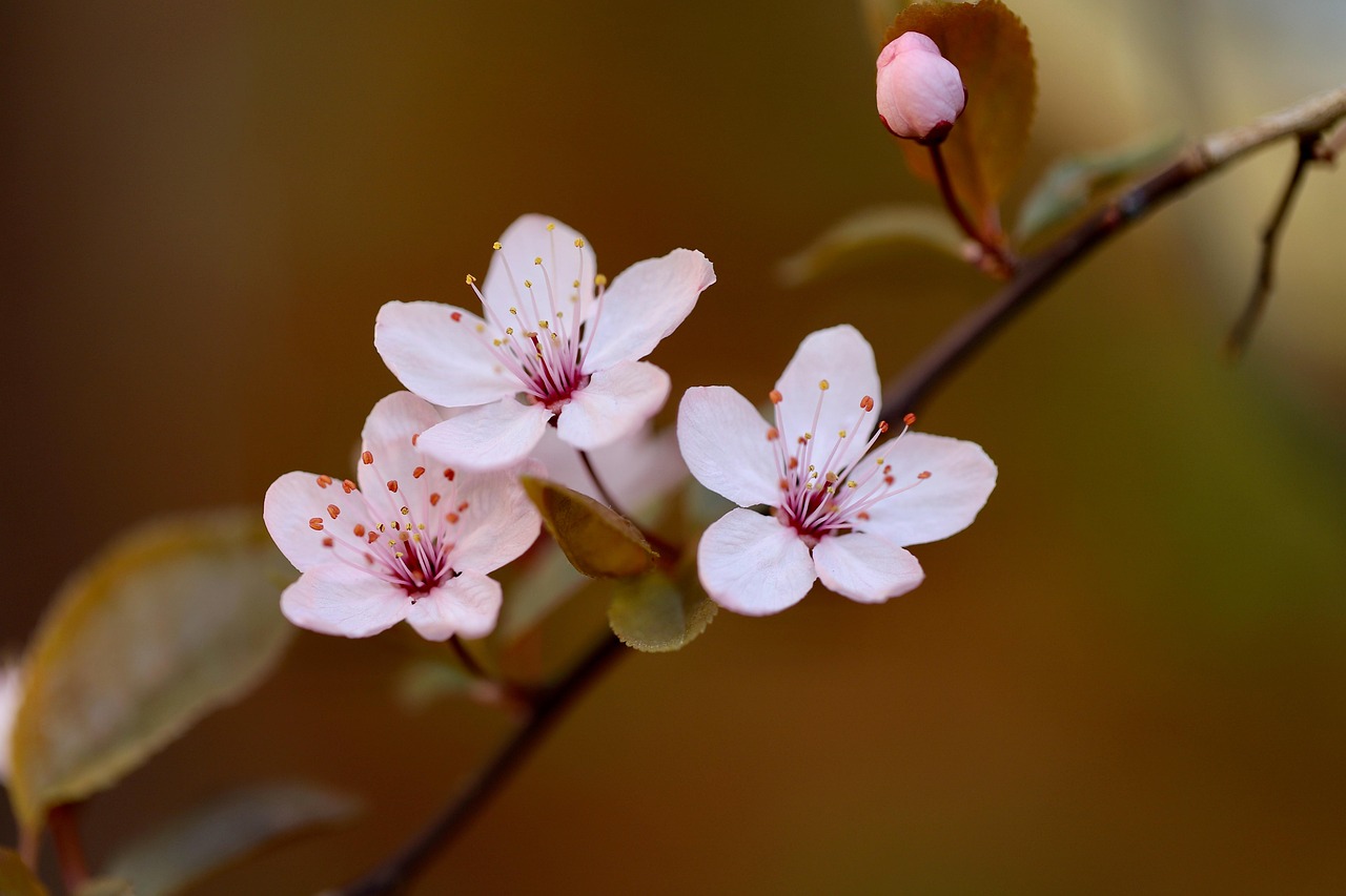 ornamental plum plum blossom nature petals pink flowers flowering branch spring botany blossoms