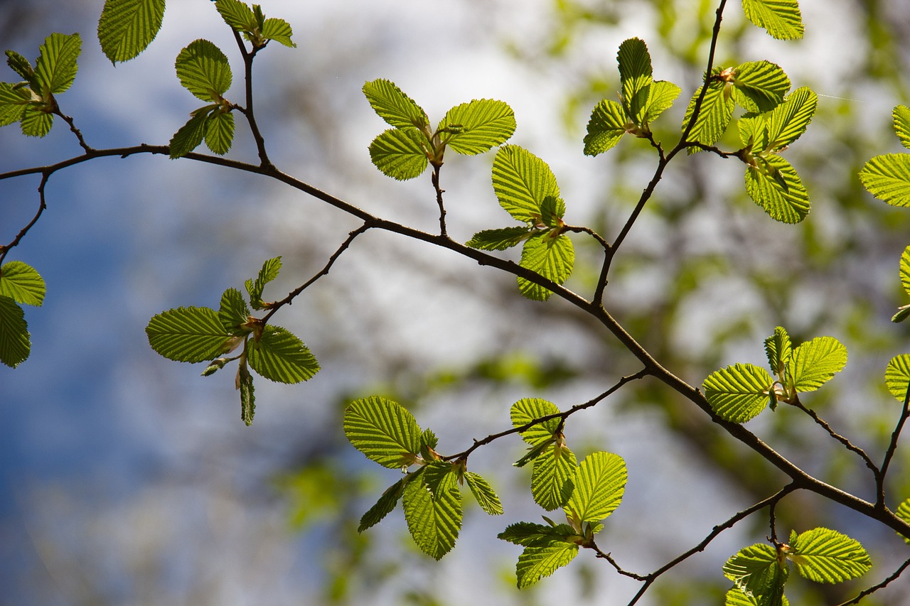beech leaves  sprouted  beech  leaves  spring  beech leaf  nature  tree  plant  branch  growth  deciduous tree  young beech leaves  beech branch  deciduous forest  green  turn down  beech  beech  beech  leaves  leaves  spring  spring  spring  spring  spring  nature  tree  tree  branch  growth  green