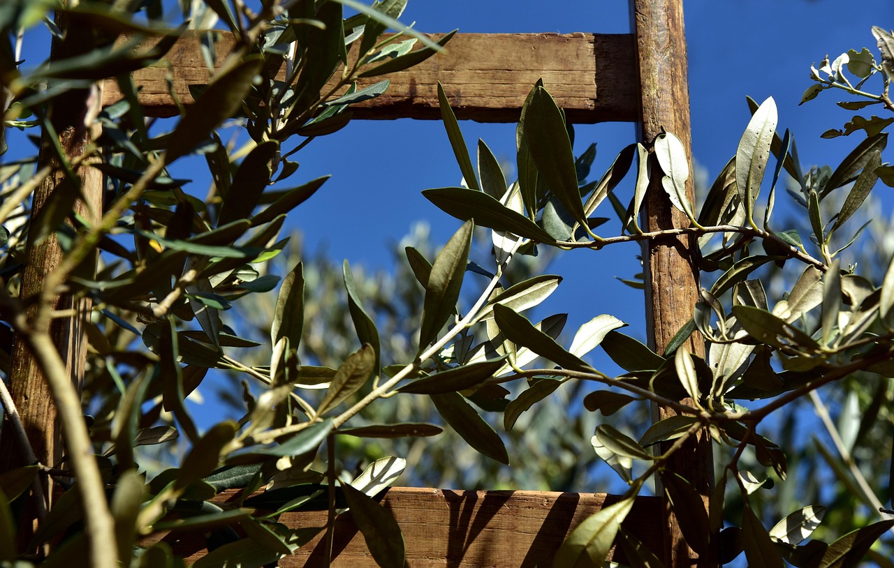 wooden ladder  rung  olive tree  olive branch  olive leaves  olive harvest  agriculture  pick  rise  climb up  wood  olive tree  olive tree  olive tree  olive tree  olive tree  olive branch
