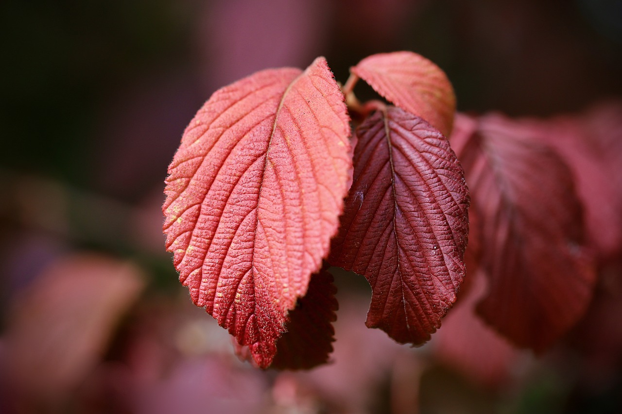 japanese snowball  mean snowball  red leaf  leaf veins  virburnum plicatum  red leaves  leaf structure  fall  leaves  tree  plant  nature  close up  leaf  autumn leaves  autumn  leaf  leaf  leaf  leaf  leaf