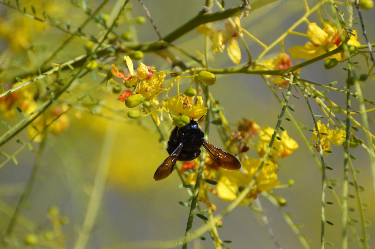 bee carpenter bee tree flowers palo verde tree beautiful flowers flower wallpaper insect nature blossom bloom yellow floral spring flower background blooming botanical gardening