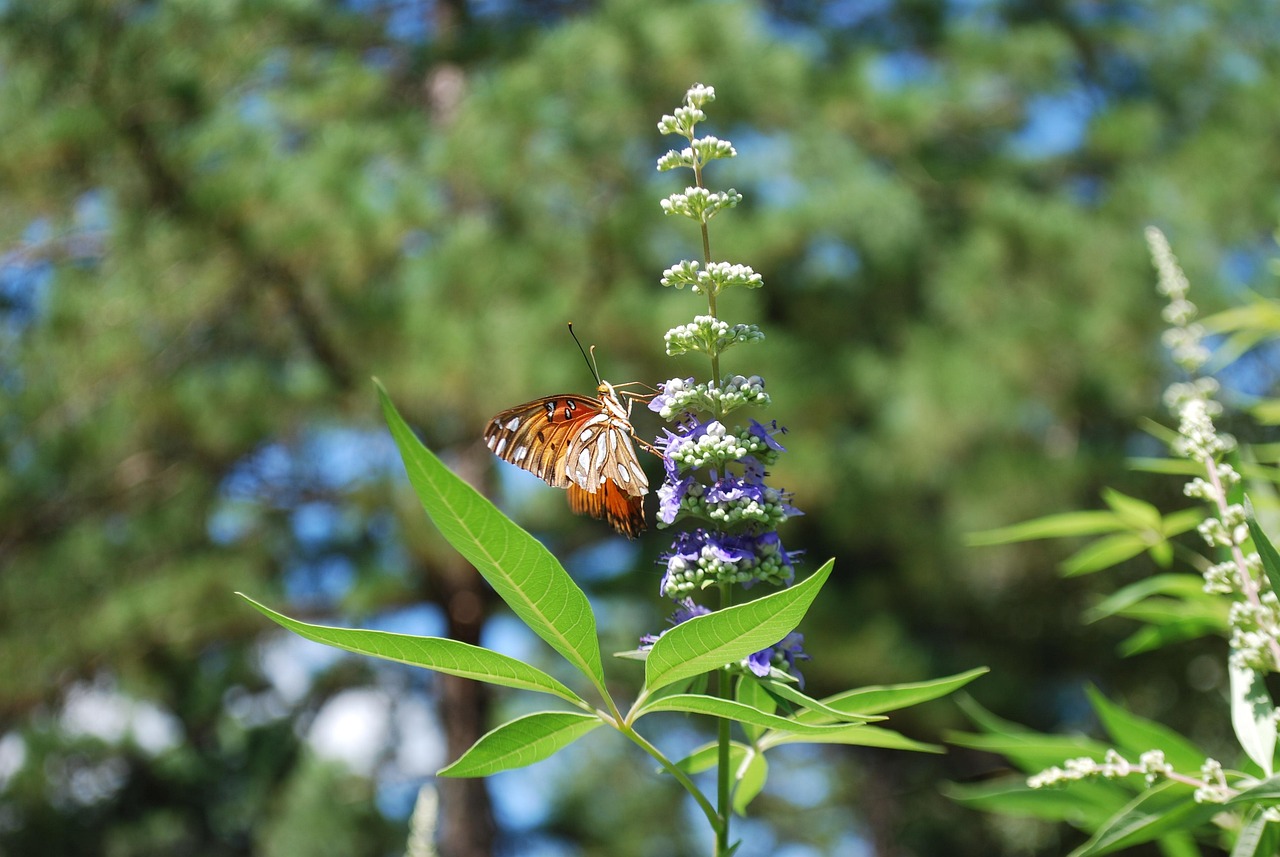 butterfly  vitex  flower background  beautiful flowers  chaste  tree  flower wallpaper  nature  leaves  flower  texas  purple
