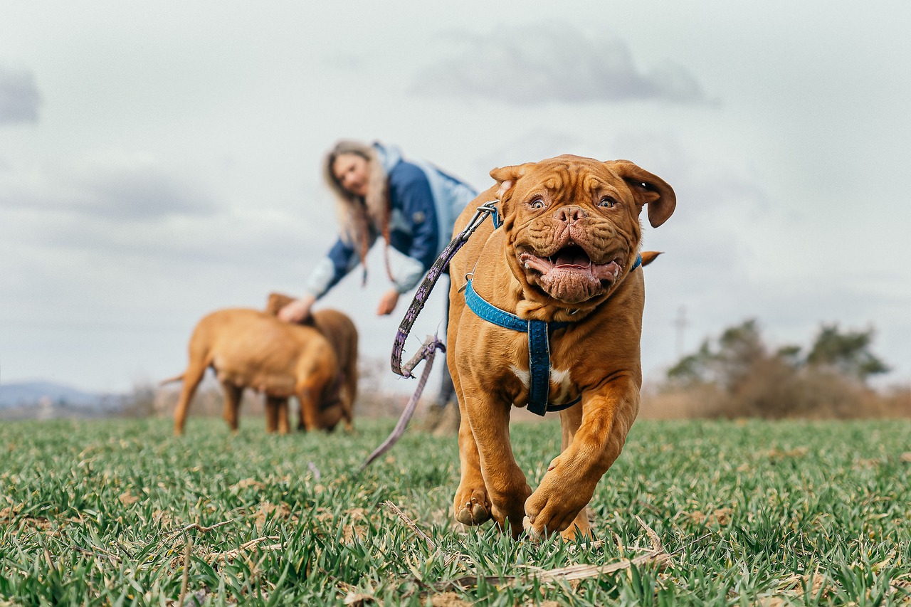 bordeaux mastiff  grass  running  dogue de bordeaux  french mastiff  animal  bordeauxdog  canine  dog  mammal  outdoors  nature  pet  playing