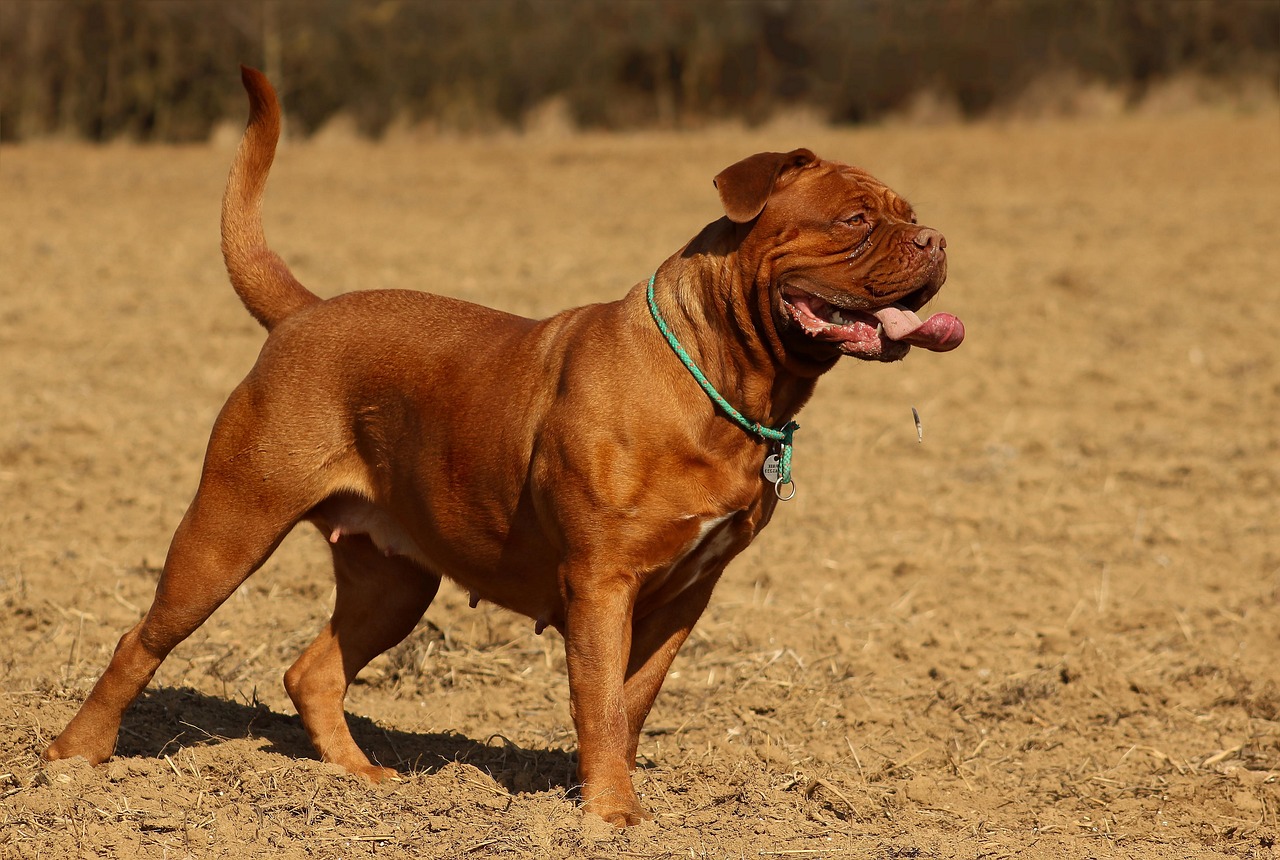 dog barbara de bordeaux dogue de bordeaux claret french mastiff moloss beauty pets animal pet figure champion