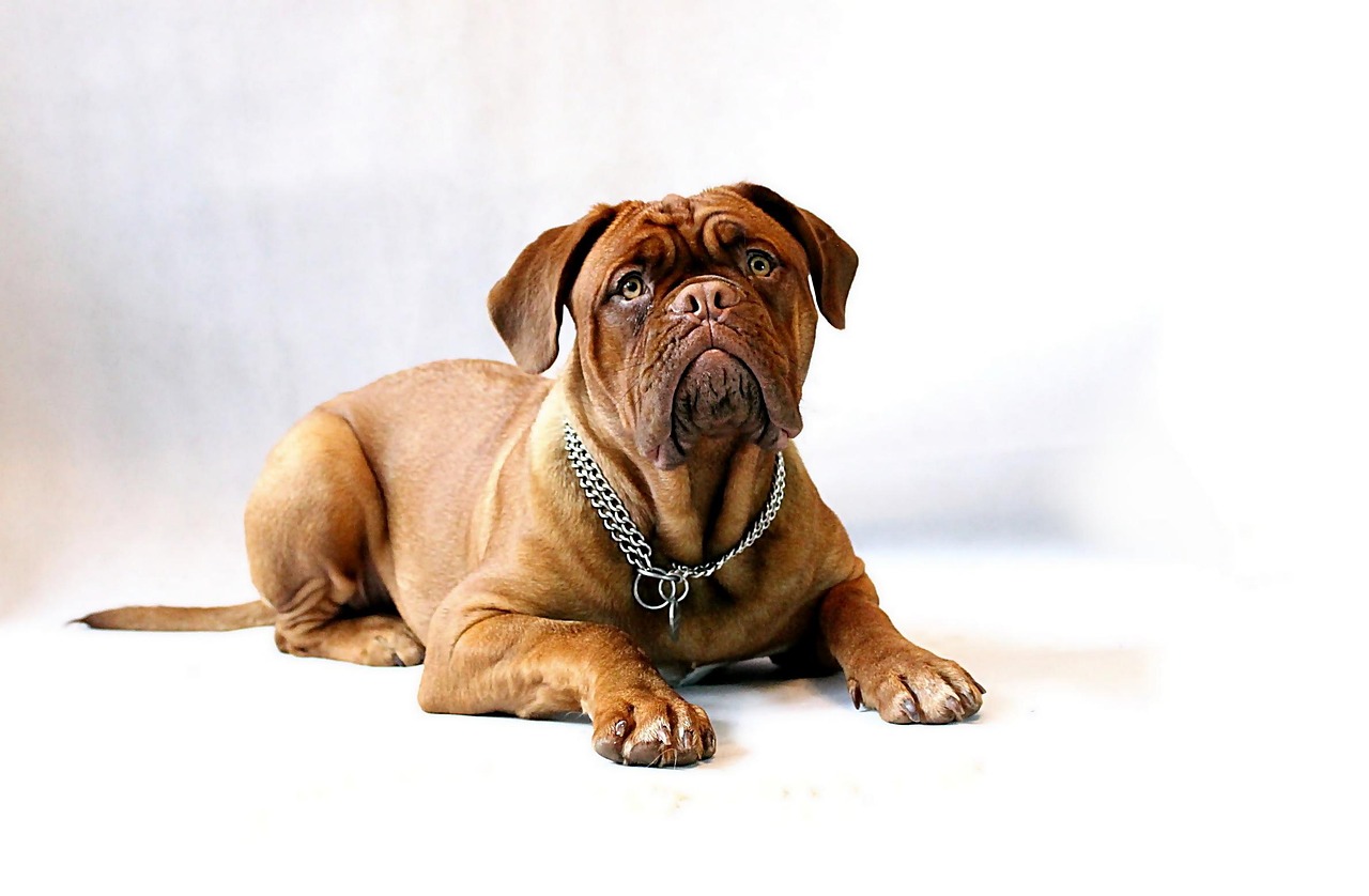 dog dogue de bordeaux mastiff claret pet burgundy animal puppy female