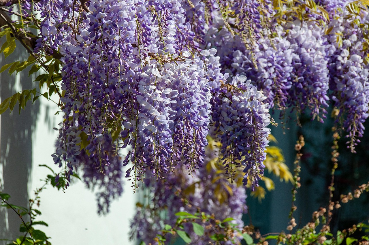 tree plant wisteria blooming botany nature wisteria wisteria wisteria wisteria wisteria