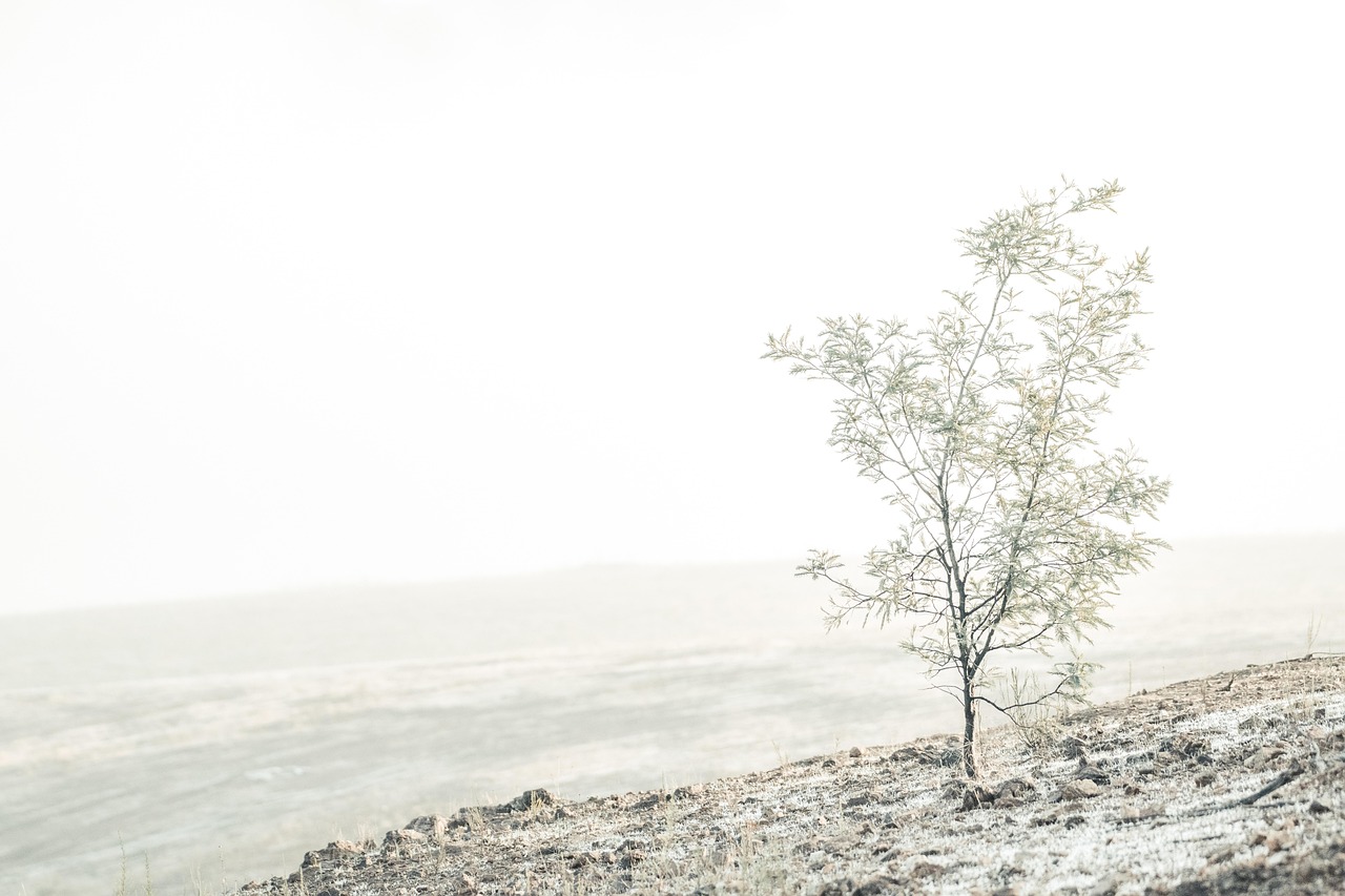 wattle tree frost frosty dawn fog foggy white wintry winter landscape misty mood atmosphere atmospheric nature cold lonely loneliness alone solitude white winter lonely loneliness alone alone alone alone alone solitude