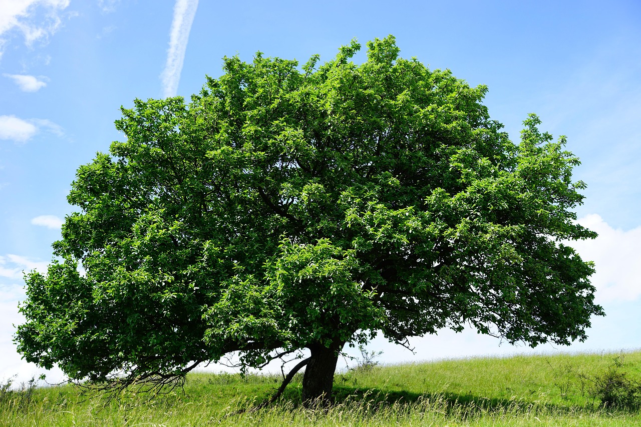 tree single randecker maar real whitebeam sorbus aria whitebeam sorbus roses rosaceae big idyll nature natural wonders
