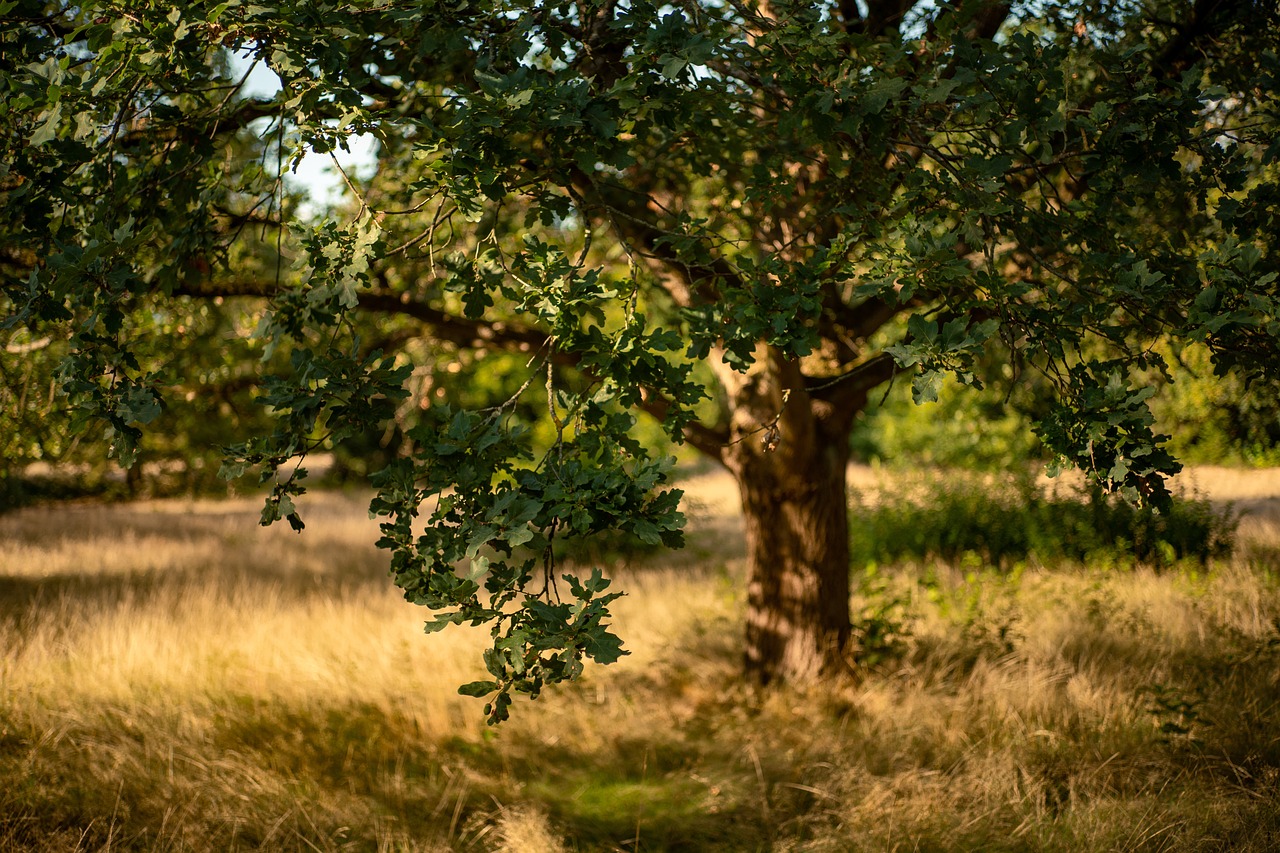 oak  tree  forest  nature  meadow  fall  grass  big tree  sunlight