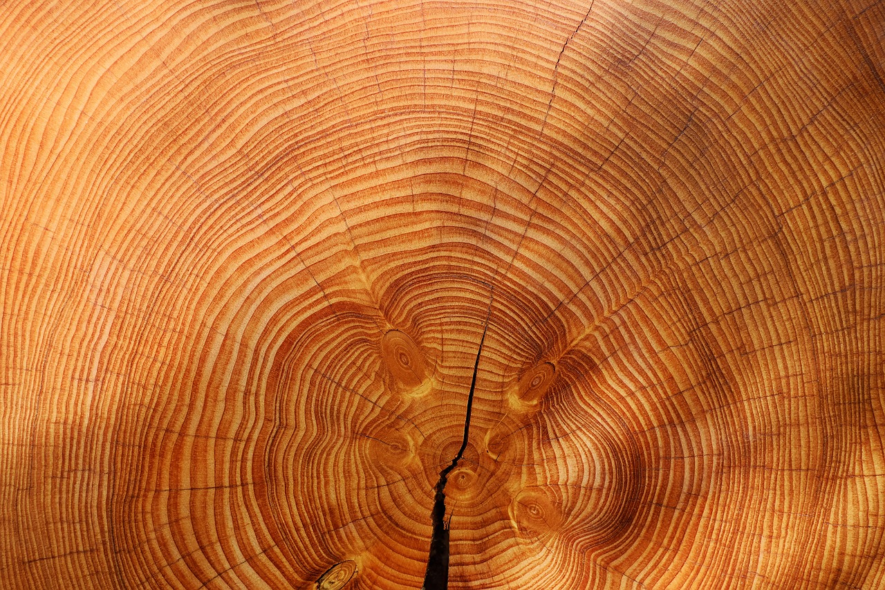 annual rings hd wallpaper full hd wallpaper tree 4k wallpaper 1920x1080 laptop wallpaper cool backgrounds wallpaper 4k wood free wallpaper nature desktop backgrounds beautiful wallpaper windows wallpaper 4k wallpaper free background wallpaper hd texture mac wallpaper background wallpaper