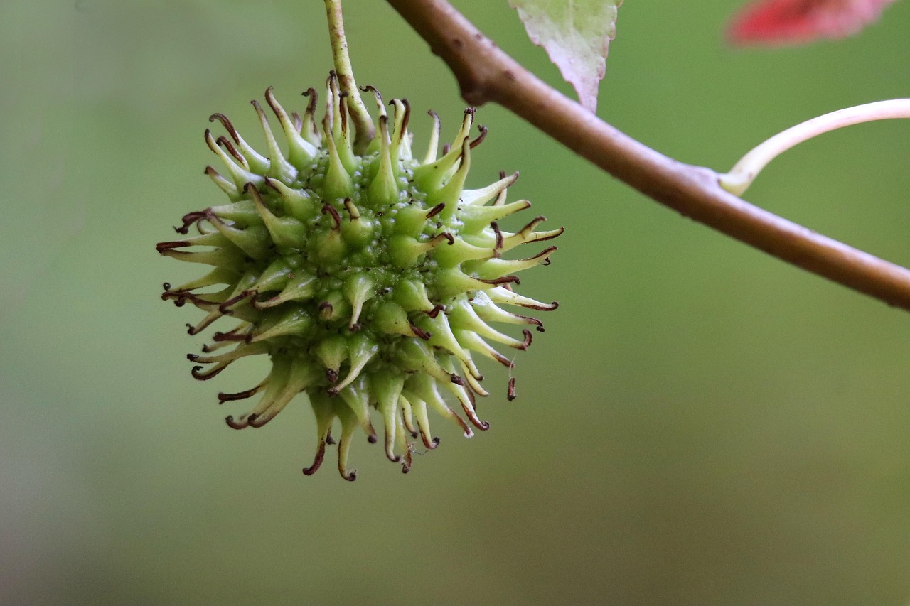 sweetgum  starfish tree  sweetgum tree fruit  liquidambar  fruit compound  fruit of the sweetgum tree  capsule fruit  nature  close up  seed composite