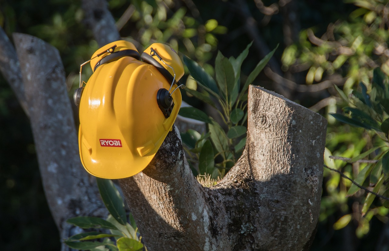 tree sawn pruning hard hat timber nature cut wood avocado tree ear muffs