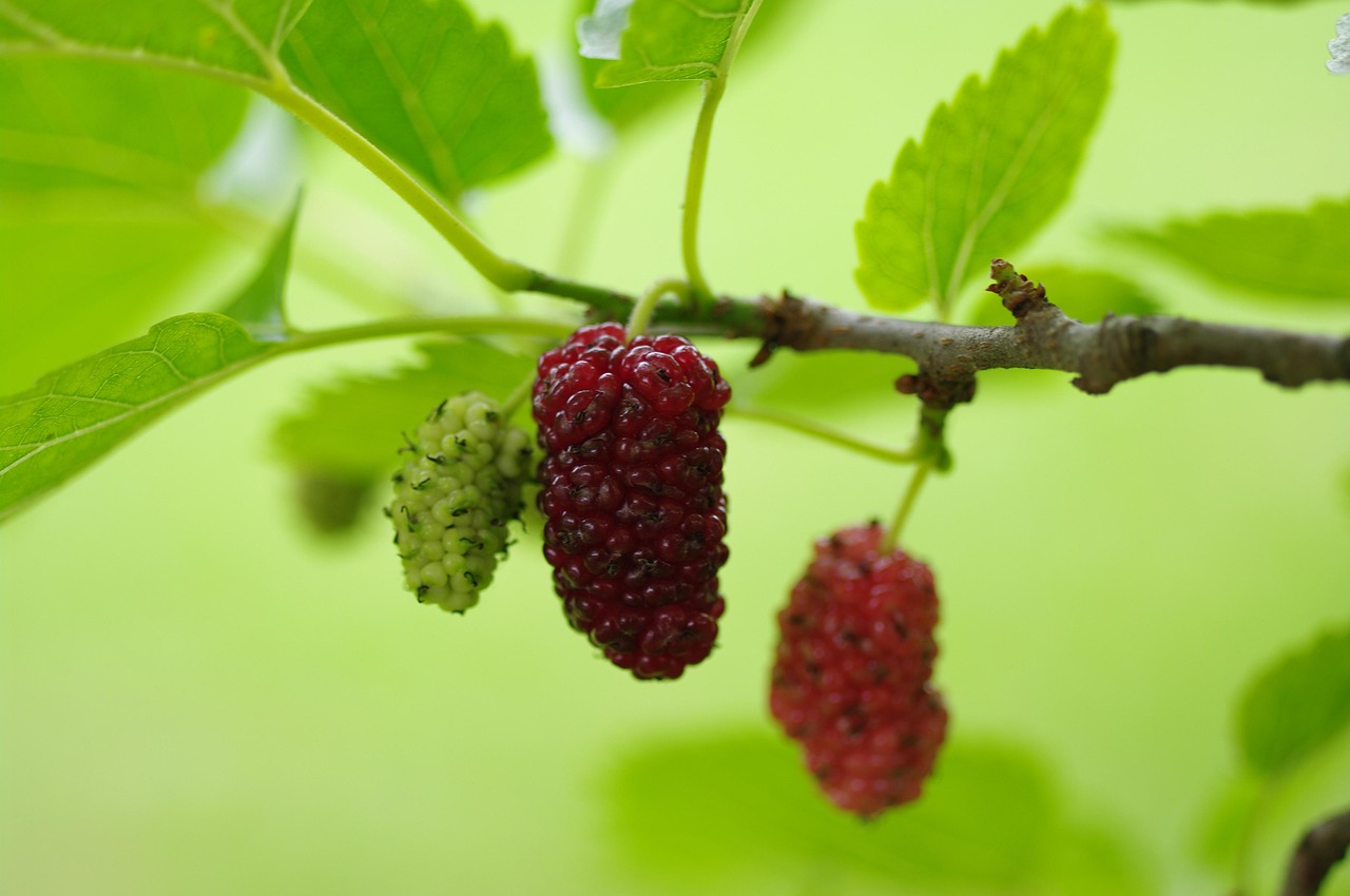mulberry tree nature mulberry mulberry mulberry mulberry mulberry