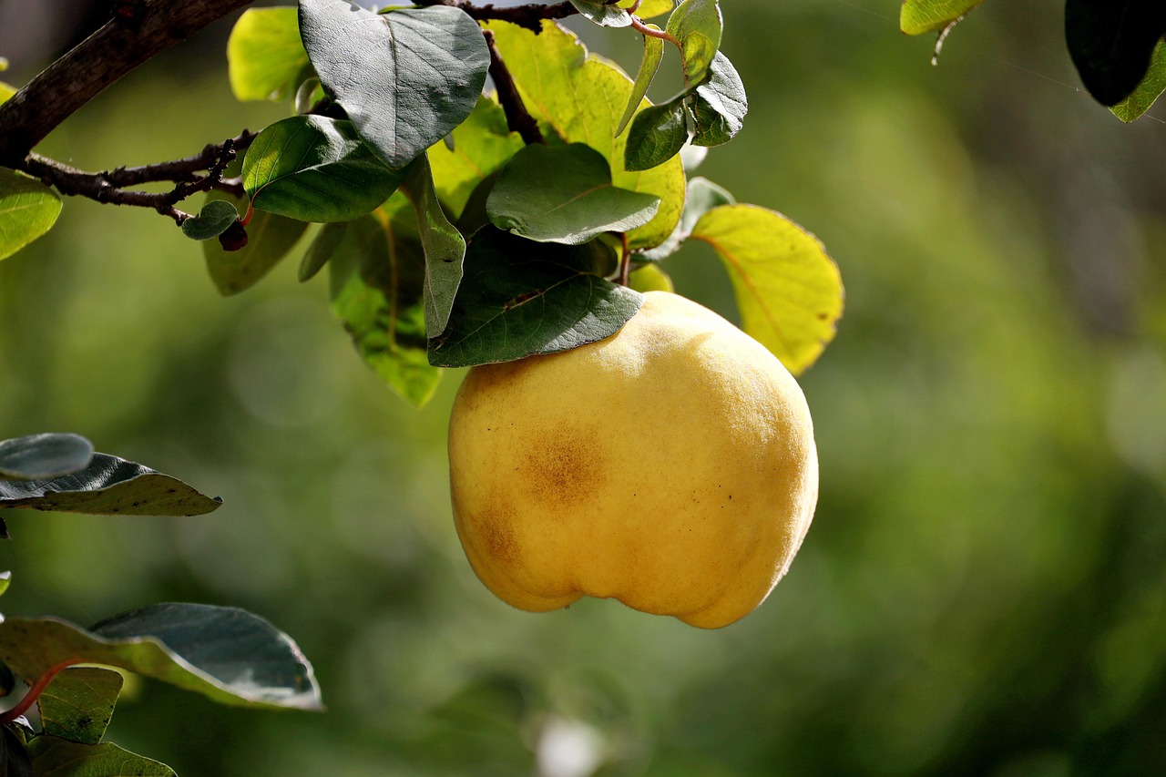 quince  fruit  tree  branch  leaves  food  nature  organic  closeup  yellow  green  quince  quince  quince  quince  quince