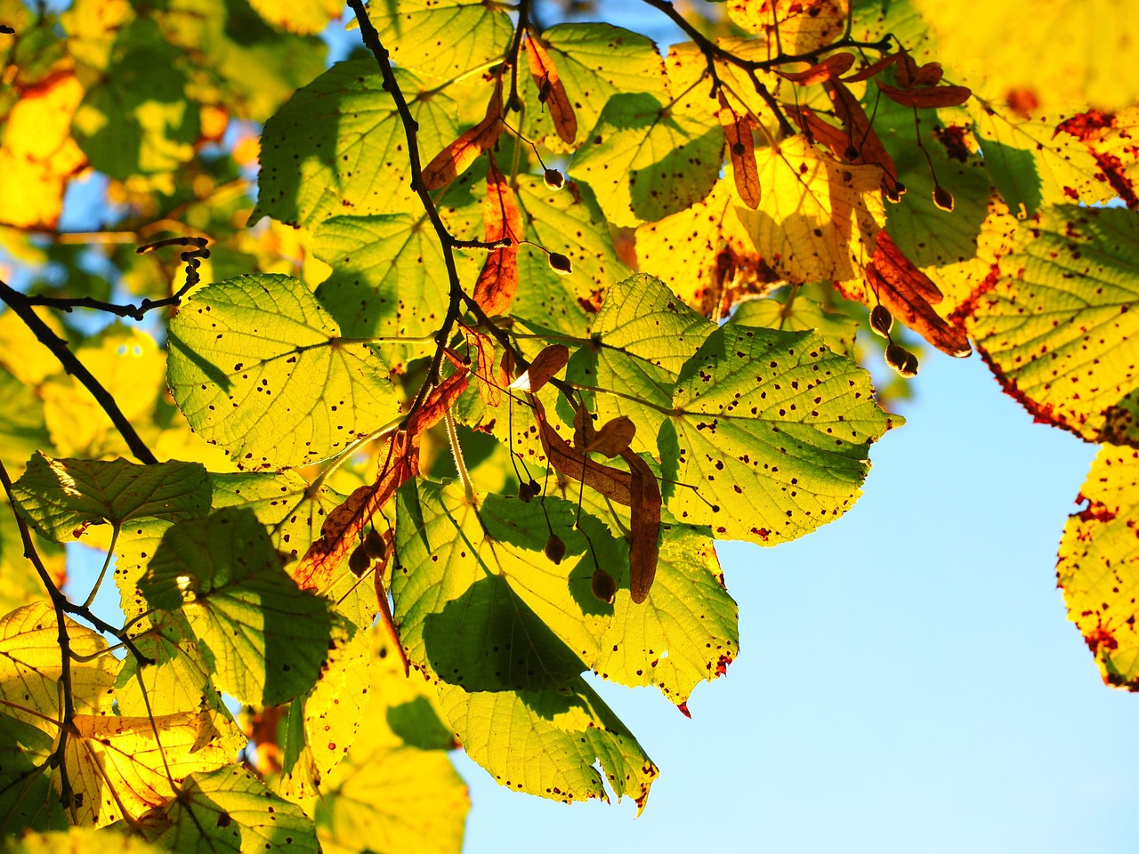 autumn  leaves  foliage  autumn leaves  autumn foliage  autumn colors  autumn season  fall foliage  fall leaves  fall colors  nature  backlighting  lime tree  stone lime tree  tilia cordata  tilioideae  lime tree  lime tree  lime tree  lime tree  lime tree