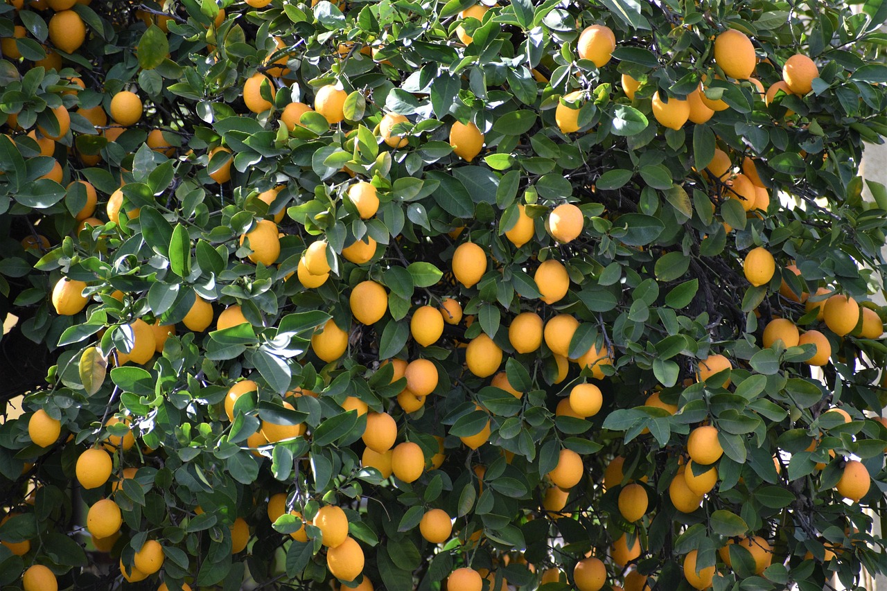lemon  lemon tree  citrus  backyard  green tree  green lemon  lemon tree  lemon tree  lemon tree  lemon tree  lemon tree