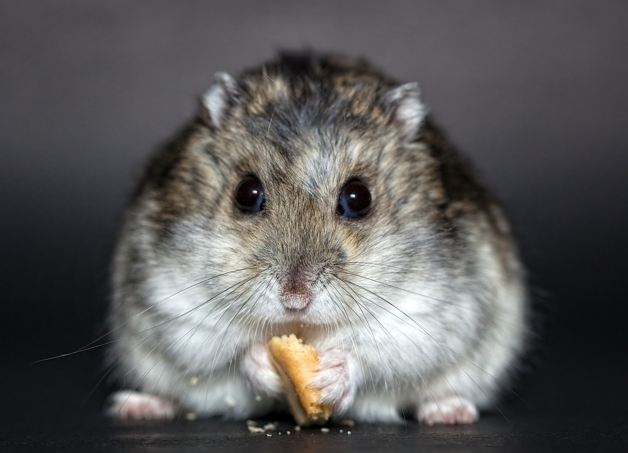 hamster rodent dwarf hamster jungles dsungare jungle hamster djungarian dwarf hamster hamster hamster hamster hamster hamster