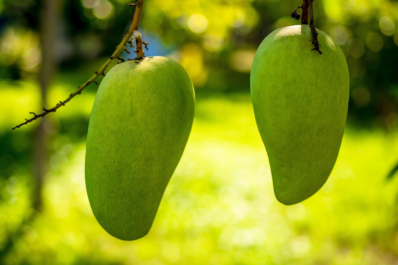 mango  mango tree  fruit  green mango  mango  mango  mango  mango  mango